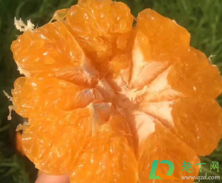 耙耙柑是丑八怪吗2
