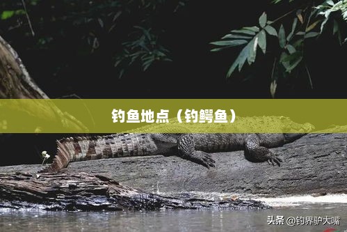 城中的鳄鱼，神秘与危险的交织城中的鳄鱼 在哪钓
