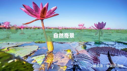 世界花海，绚烂多彩的自然奇景世界花海在什么地方