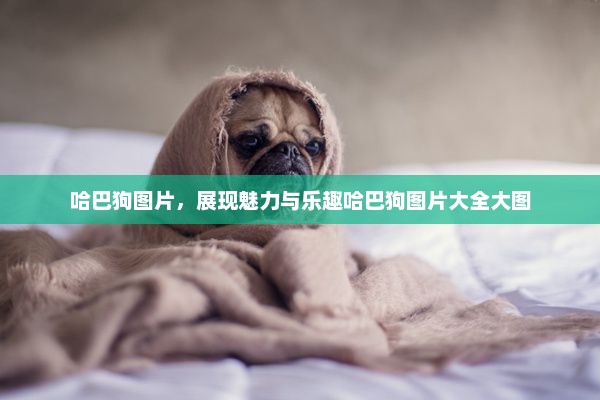 哈巴狗图片，展现魅力与乐趣哈巴狗图片大全大图