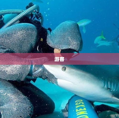 游客在沙滩边拍到鲨鱼引热议  景区：对低风险鲨 要保持尊重的态度