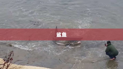 游客在沙滩边拍到鲨鱼引热议  景区：对低风险鲨 要保持尊重的态度