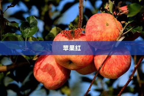 苹果红，大自然的馈赠，生活的绚丽色彩