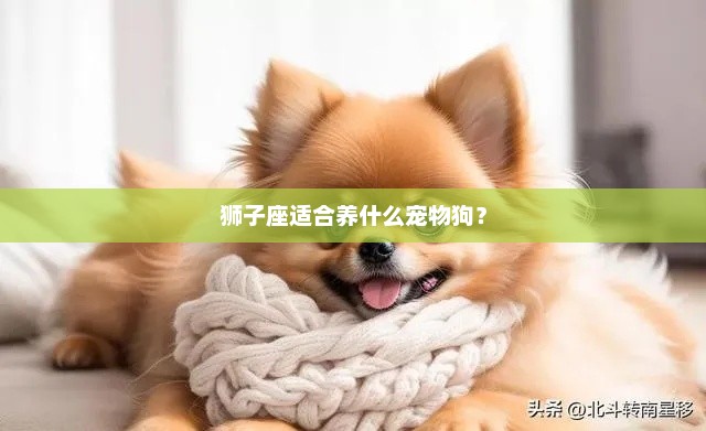 狮子座适合养的宠物狗推荐