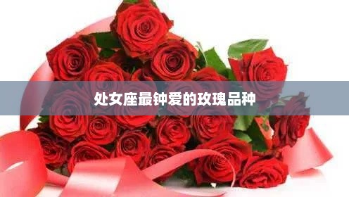处女座最钟爱的玫瑰品种