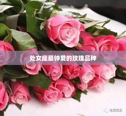 处女座最钟爱的玫瑰品种