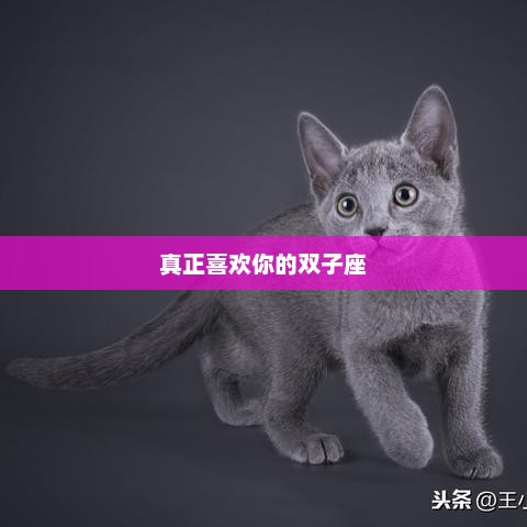 双子座的真挚喜欢之情