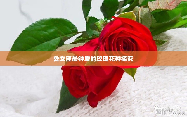 处女座最钟爱的玫瑰花种探究