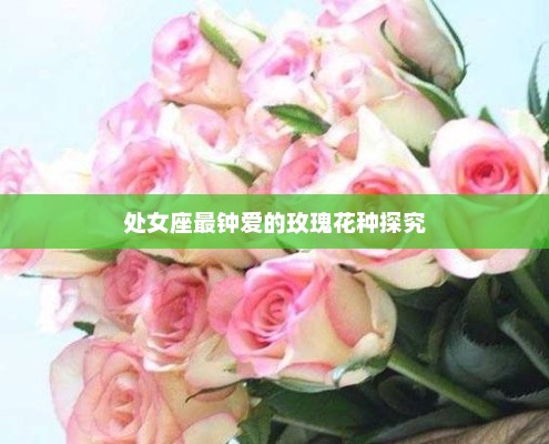 处女座最钟爱的玫瑰花种探究