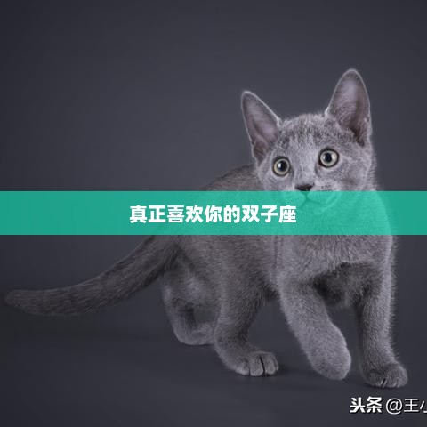 双子座的真挚喜欢之情