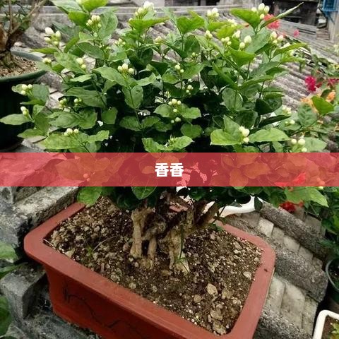 穿越火线中的CF香香，魅力四溢的游戏之星
