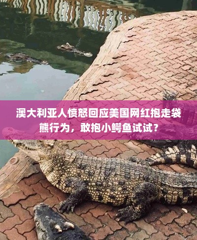 澳大利亚人愤怒回应美国网红抱走袋熊行为，敢抱小鳄鱼试试？