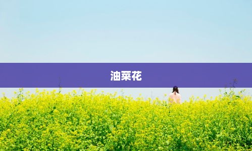 七彩油菜花，美如莫奈花园的绚烂画卷