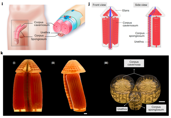 中国科学家研发出3D打印阴茎海绵体技术，实现正常勃起、交配与生殖功能