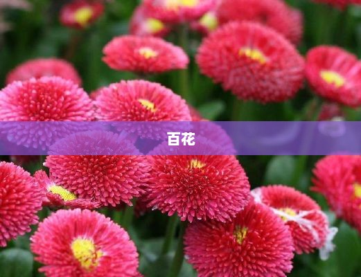 孟子义与何与携手主演百花杀，双强权谋恋演绎揭秘