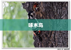 啄木鸟子公司涉无认证产品风波曝光