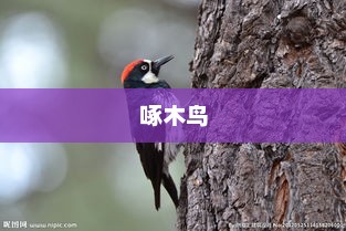 啄木鸟子公司涉嫌无认证产品被曝光