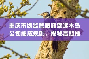 重庆市场监管局调查啄木鸟公司抽成规则，揭秘高额抽成背后的真相及行业乱象