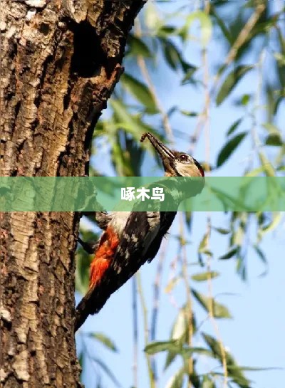 啄木鸟创始人，从维修工到行业巨头的逆袭之路