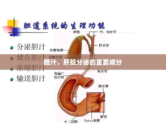 胆汁，肝脏分泌的重要成分