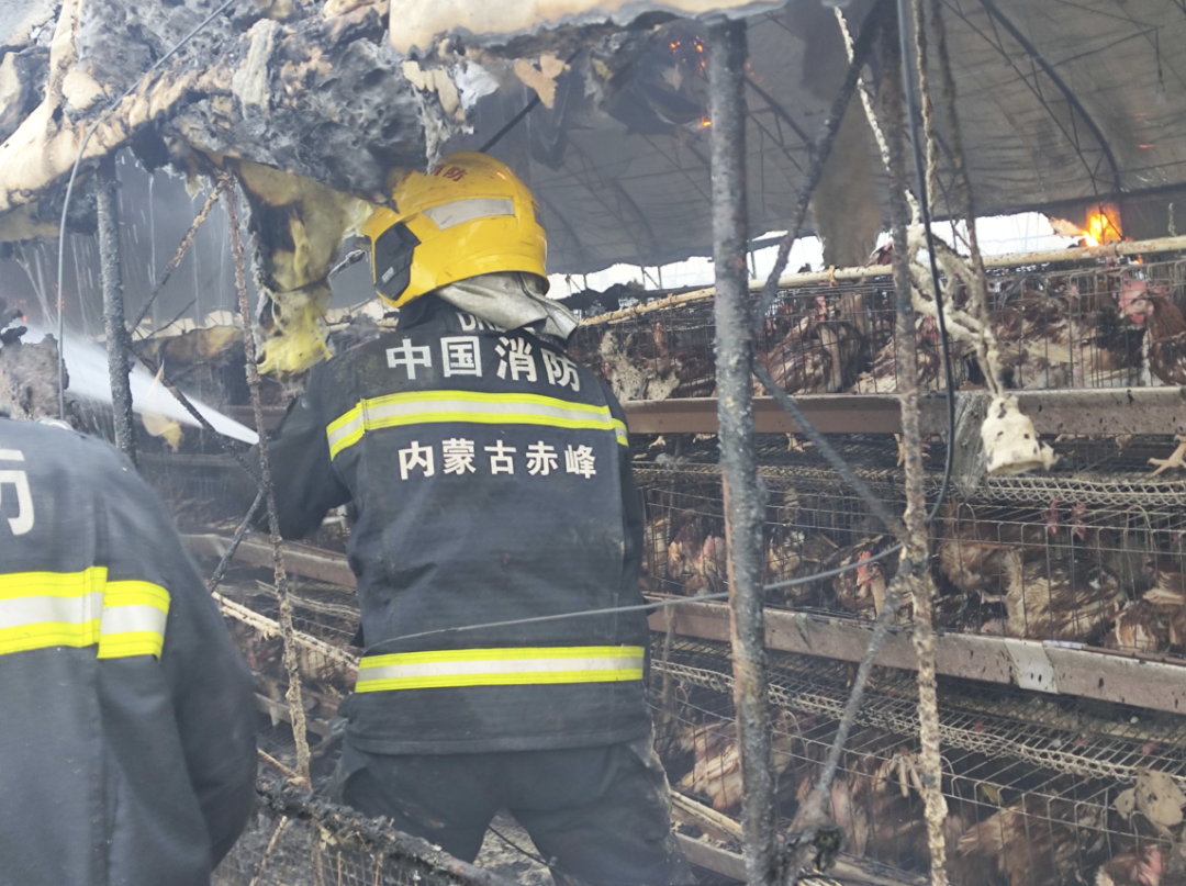 内蒙古电线短路引发火灾，两万活鸡瞬间成烤鸡惨案