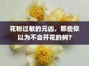 揭秘！引发花粉过敏的元凶，那些你以为不会开花的树！