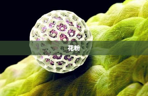 花粉过敏的元凶，那些你以为不会开花的树？
