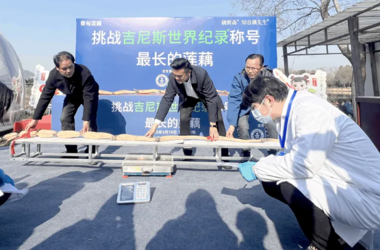 武汉刷新莲藕世界纪录，超3米长莲藕制成永久标本展示荣耀时刻