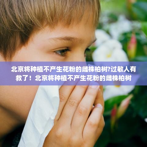 北京将种植不产生花粉的雌株柏树?过敏人有救了！北京将种植不产生花粉的雌株柏树
