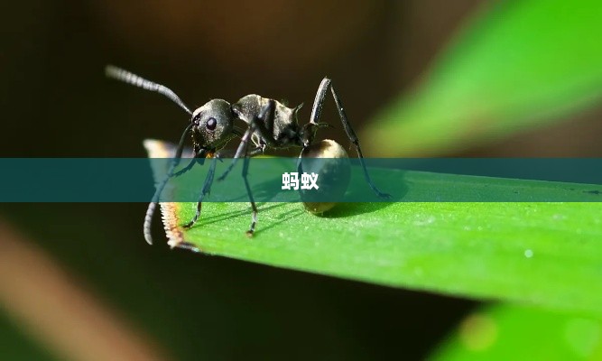 蚂蚁医疗大模型解决方案全面开放，多地医保机构接入智能医疗服务新篇章开启