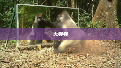 森林巨人大猩猩