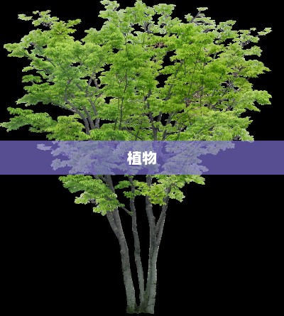 雷击重生！古树春季绽放新芽奇迹！