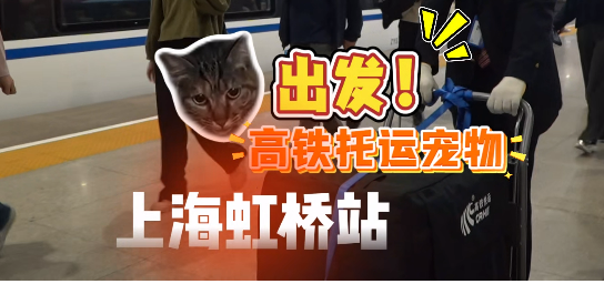 高铁托运宠物启程，狸花猫成为首位幸运旅客！