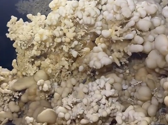 贵州深山发现4.8亿年地下水晶宫，千根纯白石钟乳石藏匿秘境