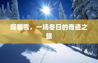 观察雪，一场冬日的奇迹之旅