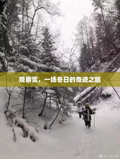 观察雪，一场冬日的奇迹之旅