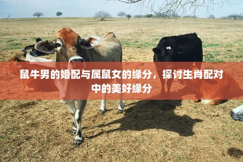 鼠牛男的婚配与属鼠女的缘分，探讨生肖配对中的美好缘分