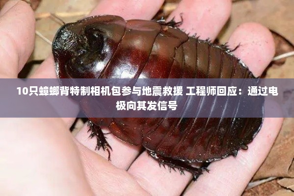 蟑螂背相机包参与地震救援揭秘，电极指挥幕后技术
