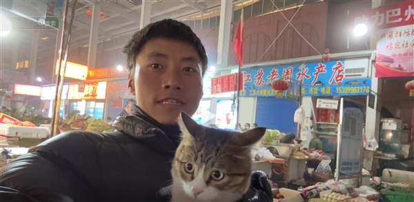 网红小猫悟空的生命之旅，爱与哀思交织的半载回忆