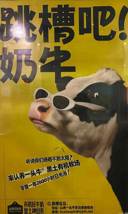 认养牛潮引发争议，求职新风尚，哞老板引领职场招聘新潮！