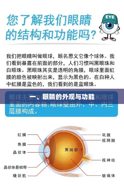 眼睛的外观与功能介绍