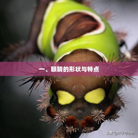 眼睛形状与特点分析