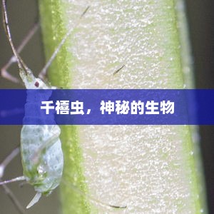 千禧虫，神秘的生物，千禧虫，未知生物的神秘世界