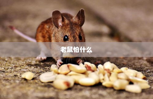老鼠怕什么，老鼠怕声音、刺激和惊吓
