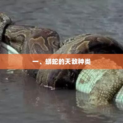 一、蟒蛇的天敌种类，蟒蛇的天敌种类繁多，需谨慎应对。