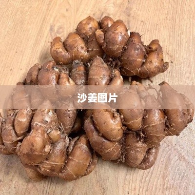 沙姜图片 沙姜图片