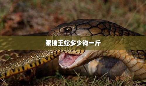 眼镜王蛇多少钱一斤，眼镜王蛇价格因地区、品质和购买渠道而异，建议咨询当地市场或专业养殖户获取最新价格信息。