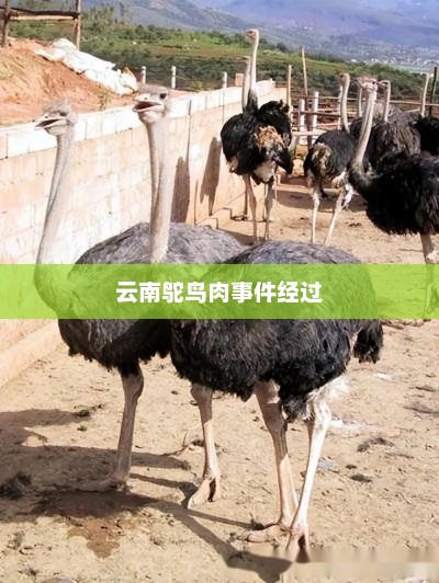 云南鸵鸟肉事件经过，云南鸵鸟肉事件最新进展