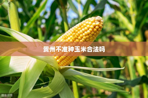贵州不准种玉米合法吗