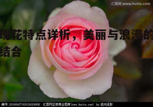 一、玫瑰花的外观特征